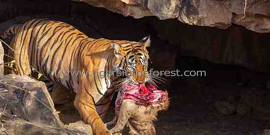 Tigress 'Noor' carrying her Sambar deer kill into a cave.