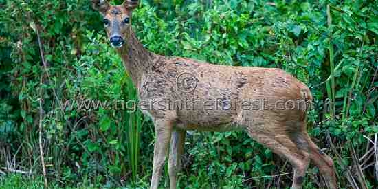 Roe Deer (Capreolus capreolus)