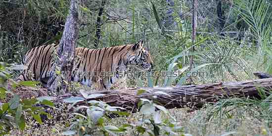 Tigers (Panthera tigris tigris) in the forest