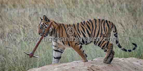 Tiger Pickers Young Male Tiger (Panther Tigris Tigris) Collecting Tools! - In Tigers ...