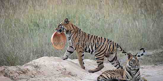 Amazing tiger (Panthera tigris tigris) behaviour