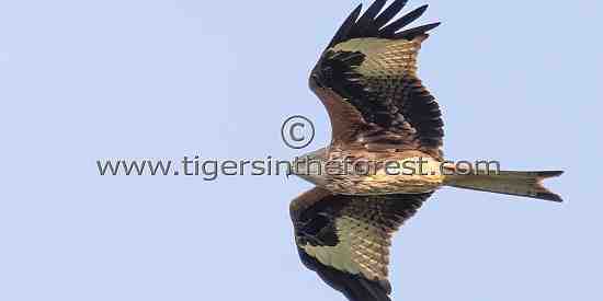 Red Kite (Milvus milvus) seen flying over the South Downs in Sussex