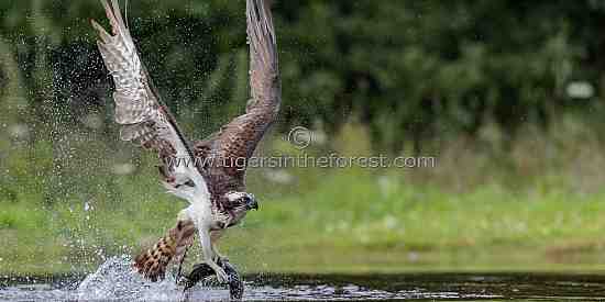 Osprey (Pandit Halibuts) making a superb catch at the Cairngorms. 