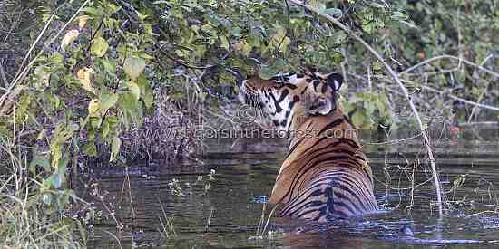 Tiger (Panthera tigris tigris) enjoying a dip.