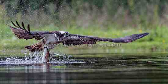 Osprey (Pandion Haliatus) at the Cairngorm National Park