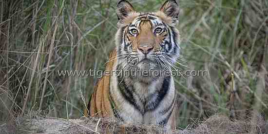Curious young tiger about leave its cover. 