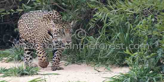Large adult male Jaguar (Panthera onca) 