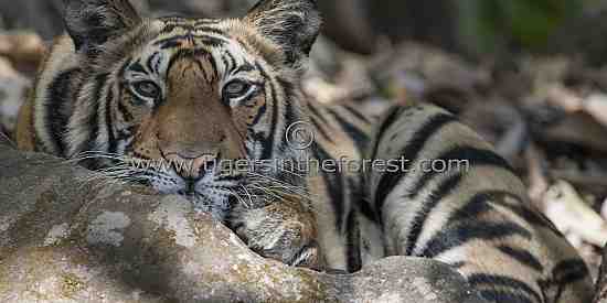 Young tiger looking at the meadow below from a high vantage point.