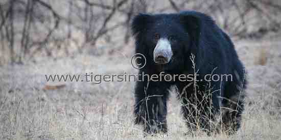 Sloth bear at Ranthambhore