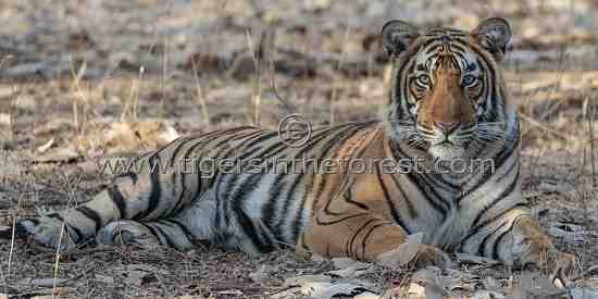 Magnificent young male tiger