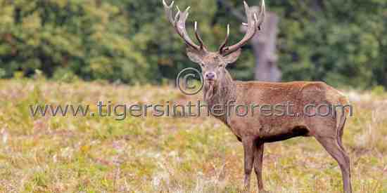 Red deer stag (Cervus Elaphus) at the time of the rut