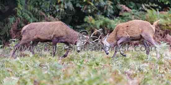 Red deer (Cervus elaphus) rutting