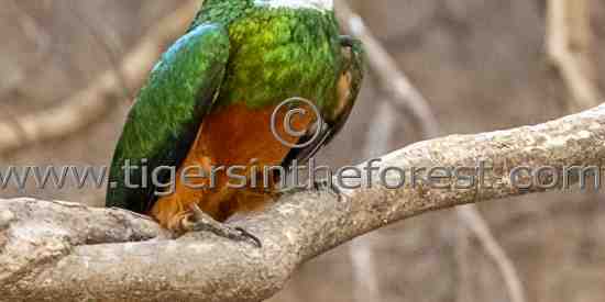 Rufous tailed Jacamar