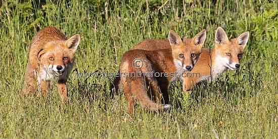 Fox cubs