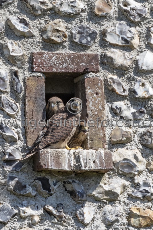 Young Kestrels (Falco Tinnunculus) about to fledge