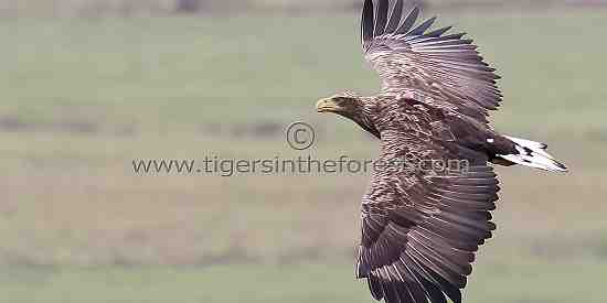 White tailed eagle (Haliaeetus albicilla) now a resident eagle of West Sussex where I took this photograph