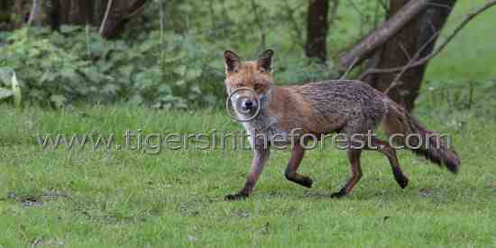 Fox (Vulpes vulpes) startled by my appearance