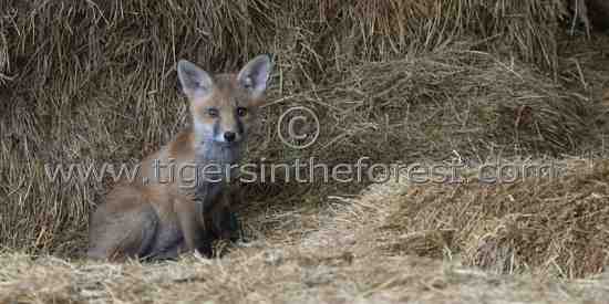 Red fox cub (Vulpes vulpes) 
