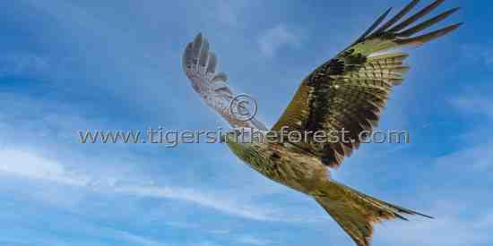Red Kite (Milvus milvus)