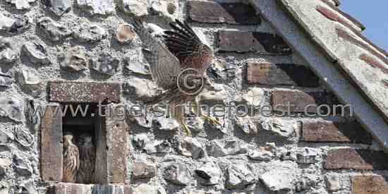 Young Kestrel learning to fly for the first time