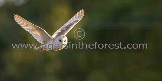 Barn Owl (Tyto alba)