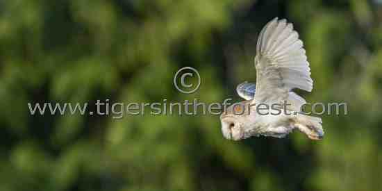 Barn Owl (Tyto alba) quartering over rough grassland in search of prey