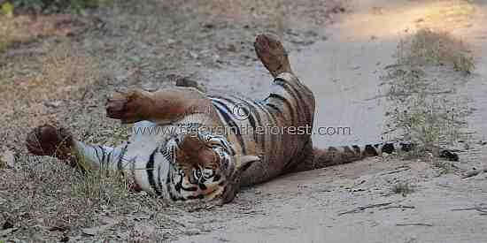 It's a hard life for a tiger (Panthera tigris tigris)