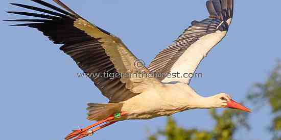White Stork