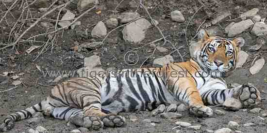 Large Ranthambhore adult male tiger
