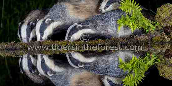 Badger family (Meles meles)