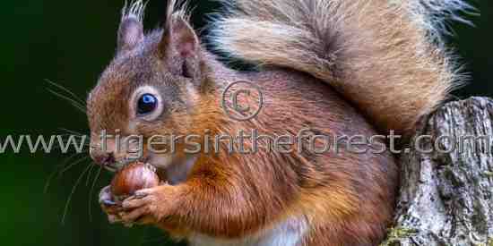 Red Squirrel (Sciurus vulgaris)
