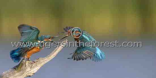 Kingfishers (Alcedo atthis) having a territorial dispute
