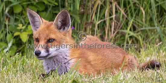 Red Fox (Vulpes vulpes)