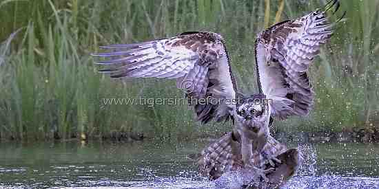 Osprey fishing