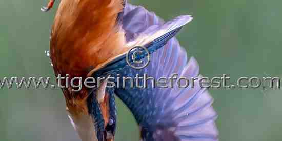 Kingfisher (Alcedinidae)