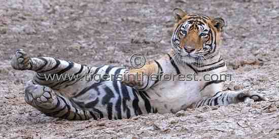 November 2023. Male tiger being aggravated by flys as he tried to rest