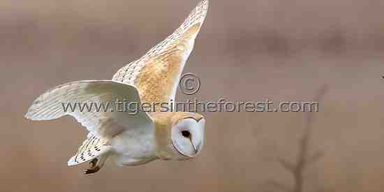 Baen Owl (Tyto alba)