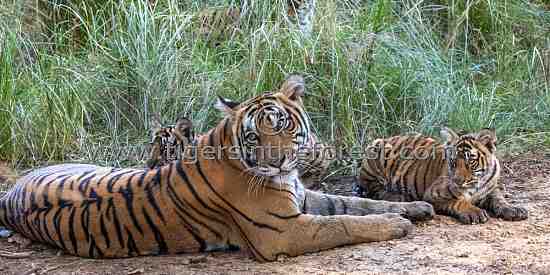 Ranthambhore's tigress Riddhi together with 2 of her cubs. 