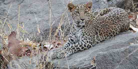 Young leopard (Panthera pardus fascia) cub seen at Pench 