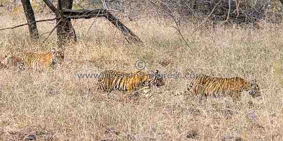 Riddhi's 3 cubs looking for their mother through the long grass. 