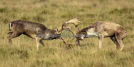 Fallow Deer (Dama dama) during the rutting period 