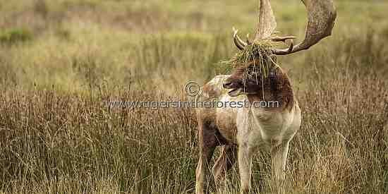 Fallow Deer Buck (Dama dama) proudly displaying his 'enlarged' antlers.