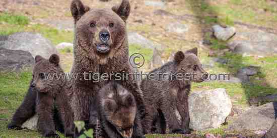 Brown bear with cubs