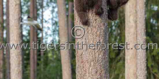 Bear cubs learning to climb