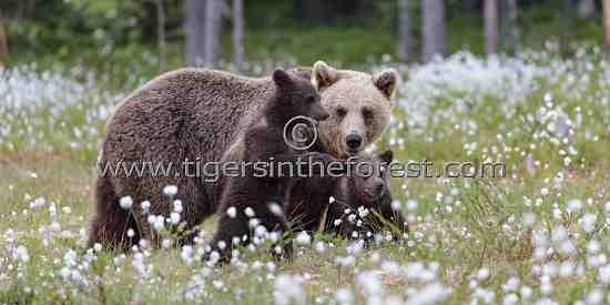 Female Brown bear with her two cubs