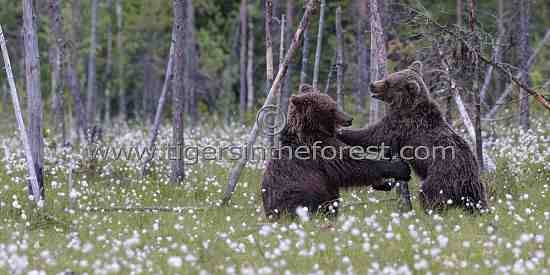 Young male bears sparring