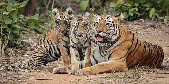 Tadoba tigress (Panthera tigris tigris) and her cubs