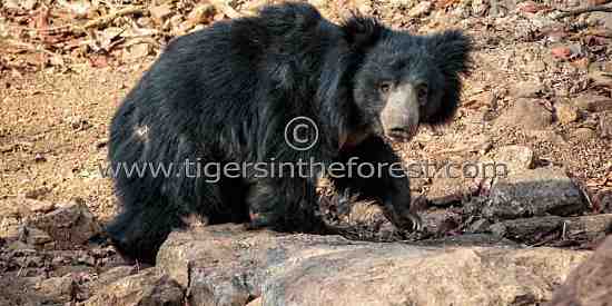 Sloth bear (Melursus ursinus) seen at Tadoba