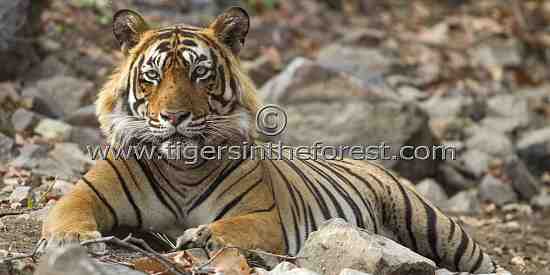 Ustad (T.24)  (Panthera tigris tigris)