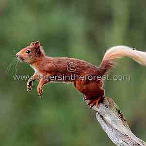 Red Squirrel (Sciurus Vulgaris) about to jump